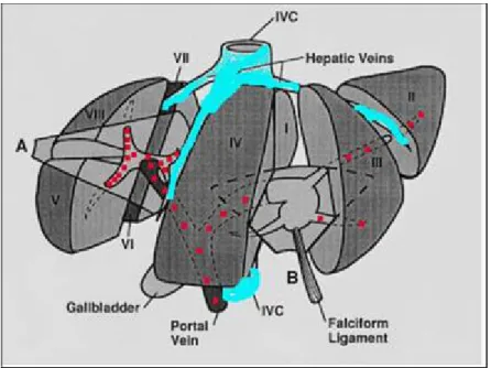 Şekil 1. Karaciğer anatomik segmentleri.