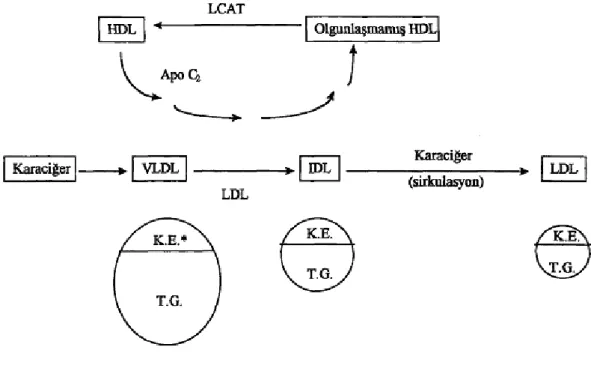 ġekil 4: Lipoprotein Metabolizması 