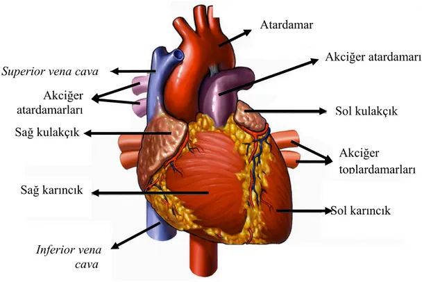 Şekil 1: Kalbin anatomik yapısı (10).