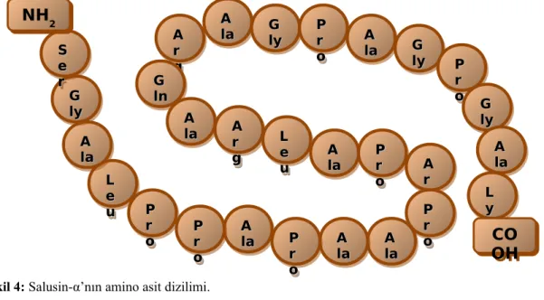 Şekil 4: Salusin-α’nın amino asit dizilimi.