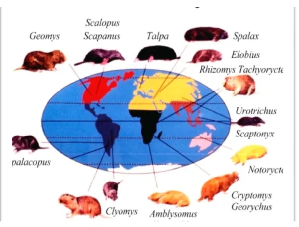 Figure  2.1 The Distribution  of  subterranean  mammals  across  the  planet.  Palearctic  region:  Spalax  (Spalacidae, rodents; SE Europe, Turkey, Near East, N