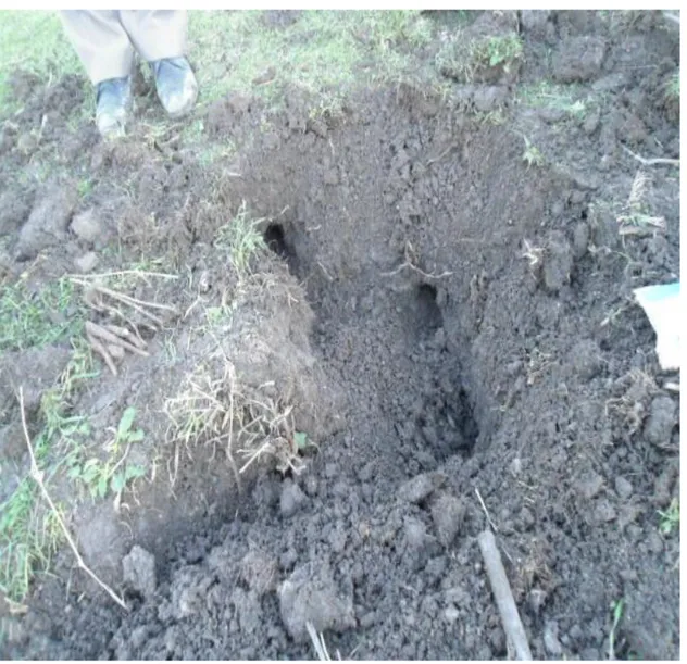 Figure 2.7 Tunnel system of female  N. ehrenbergi   in Mughagh  village.        