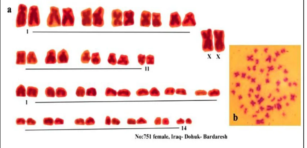 Fig 4.3. The karyotype of    female Nannospalax ehrenbergi from the   Duhok  Bardarash,   No: 751