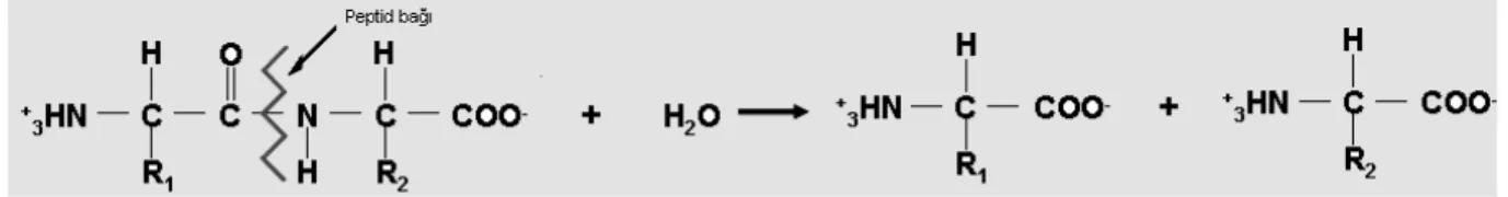 Şekil 1. 1.Proteazların hidroliz reaksiyonunun mekanizması 2