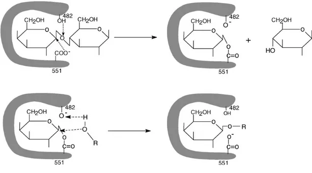 Şekil 2.1. β-galaktozidaz tarafından hidroliz edilen laktozun şematik mekanizması P