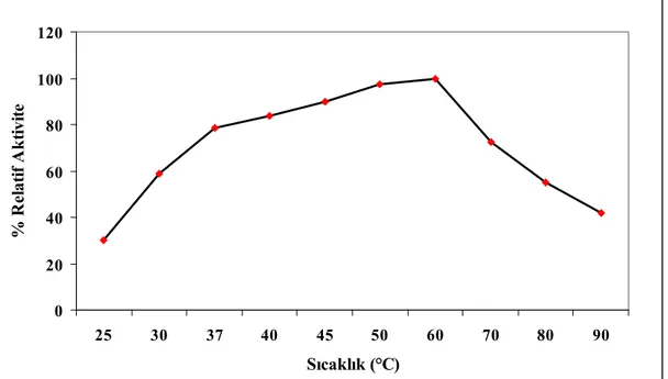 Şekil 4.12. β-Galaktozidaz için optimum aktivite sıcaklığı 