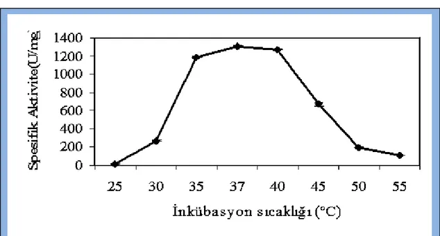 Şekil 4.2. α-Amilaz üretimi üzerine inkübasyon sıcaklığının etkisi 