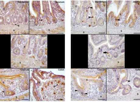 Şekil 3. Keklik bağırsağında obestatin immuno-