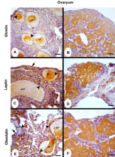 Şekil 1. Keklik ovaryum; ovaryumun germinatif epiteli (ok), Primer fol- fol-likül (pf), Pre ovulatorik folfol-likül (pof), Primordiyal folfol-likül (prf), korteks  (k), granuloza hücresi (ok başı), teka interna (ti), teka eksterna (te)