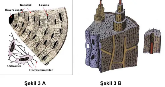 Şekil 3 A   Şekil 3 B 