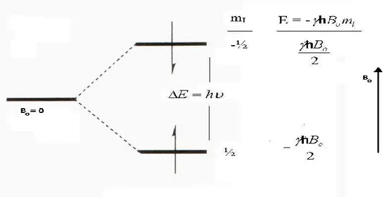 Şekil 2.2. Protonun manyetik alanda yönelimi ve iki farklı enerji seviyelerinin gösterimi 2.1.2 Durgun Dış Manyetik Alanın Çekirdek Spin Sistemine Etkisi