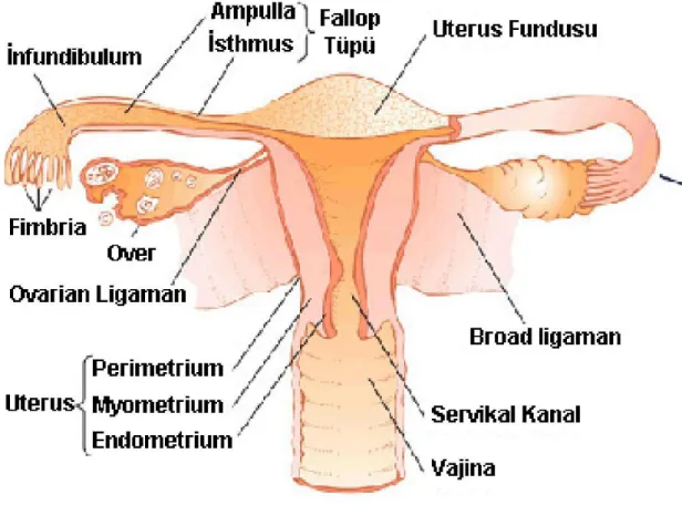 Şekil 1. Fallop tüplerinin anatomisi