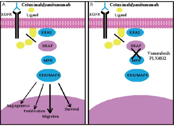 Şekil 5:Anti-Egfr ilaçların yolağı