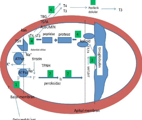 Şekil 1: Tiroid Hormon Sentez Basamakları [30] 