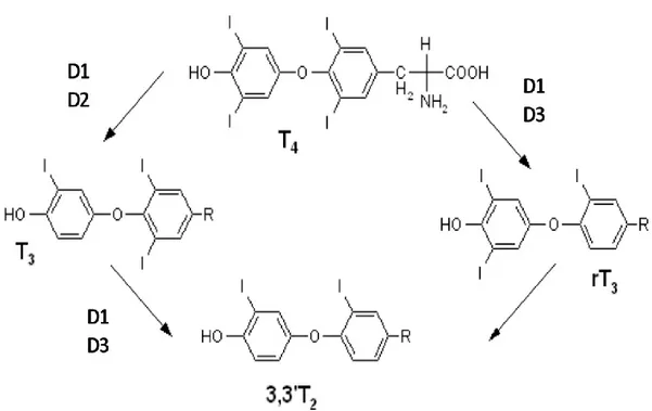Şekil 2:  Tiroid Hormon Metabolizmasında Deiyonidazların Rolü. [30] 