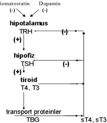 Şekil 3: Tiroid Hormon Salınımının Kontrolü (Hipotalamus-Hipofiz-Tiroid Aksı) 