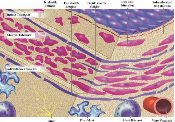 Şekil 2.1: Koroner arter katmanları ve bu yapıyı olusturan hücrelerin sematik