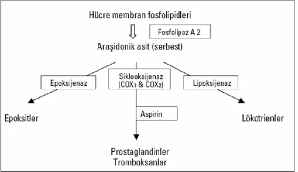 Şekil 5: Araşidonik asit metabolizması ve aspirin etki mekanizması