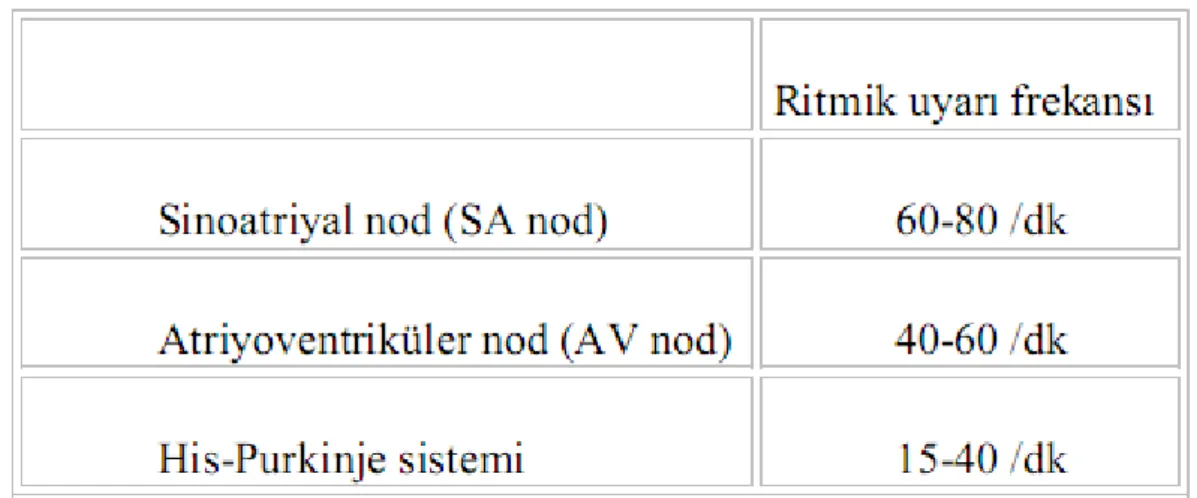 Tablo 2:Kalbin ileti sisteminde ileti hızları