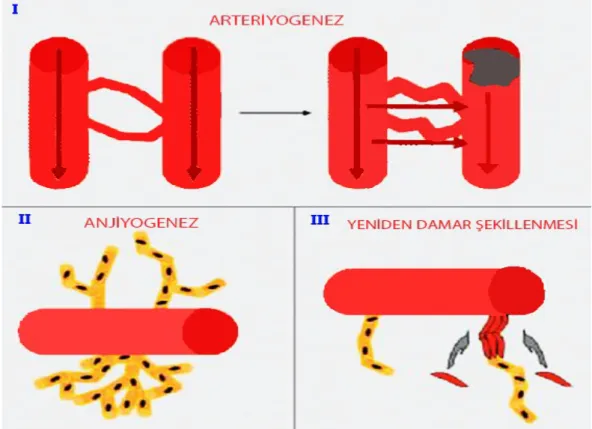 Şekil 2:  Kollateral damar oluşumunun mekanizmaları; I- Damar tıkanıklığını takiben, önceden varolan