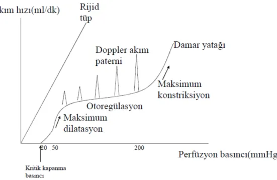 Şekil 1: Damar yatağı ve rijid tüpteki akım üzerine perfüzyon basıncının etkisi (16)         Vasküler tonusun regülasyonu; vasomotion (damar dinamiği) olarak adlandırılır (16)
