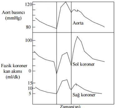 Şekil 2: Sağ ve sol koroner arterlerdeki fazik koroner kan akımının karşılaştırılması (29).