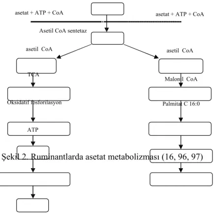 Şekil 2. Ruminantlarda asetat metabolizması (16, 96, 97)