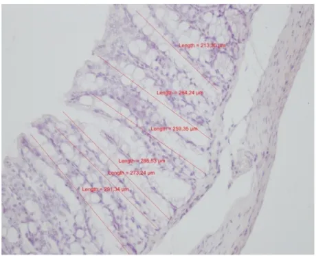 Şekil 1:Kör fare kolonun da kript derinliği. Boya: Hematoksilen Eozin,  Orijinal Büyütme Χ20