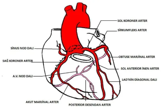 Şekil 2. Koroner arter anatomisi (http://dgholgate.tripod.com/anatomy.html)