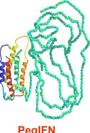 Şekil 8: pegile IFN moleküler yapısı