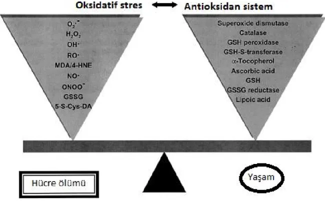 Şekil 12. Oksidan ve Antioksidan Denge (122)