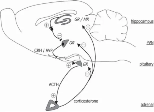Şekil  1:  Kemirgenlerdeki   nöroendokrin   stres   cevabında   hipokampüs   ve   hipotalamik-