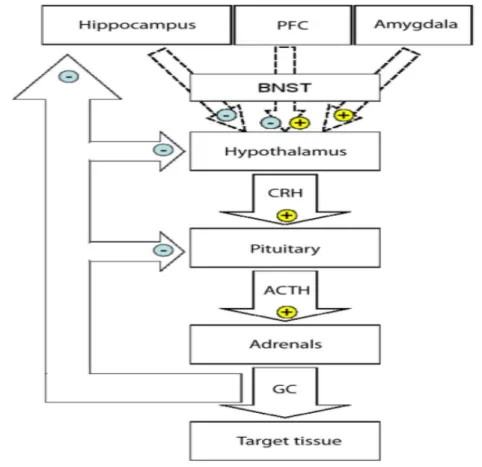 Şekil 2: HPA aksı. PFC ve amigdala stria terminalisin yatak çekirdekleri (BNST) aracılığı