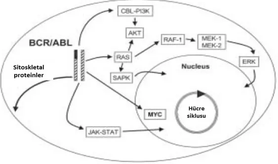 Şekil  9:Bcr-Abl hibrid geni ile aktive olan sinyal yolakları görülmektedir (51).