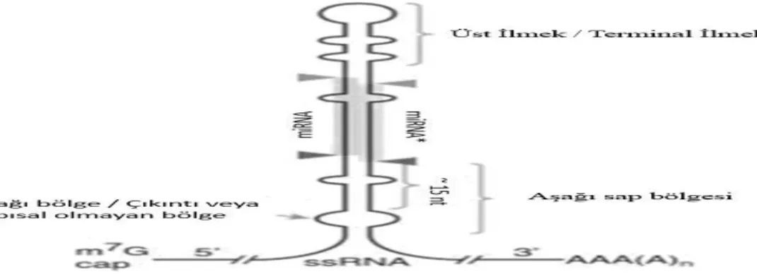 Şekil 10:Pri-miRNA’nın yapısı (58-60).