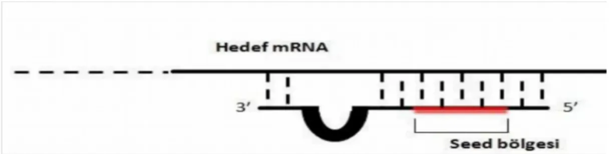 Şekil 11: miRNA ve hedef mRNA eşleşme bölgesi (61, 62). 1.1.5. miRNA biyogenezi ve mekanizması