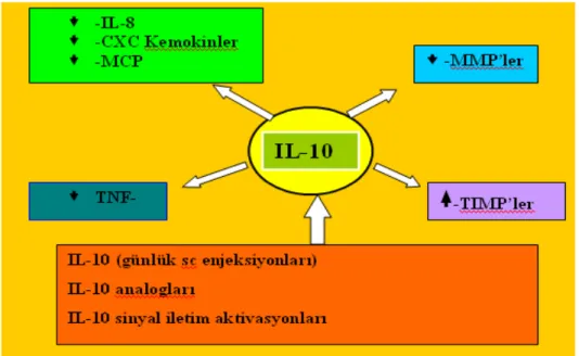 Şekil 2.11. KOAH’ta IL-10’un etkileri (Interlökin-10 (IL-10) interlökin-8 (IL-8) ve  monosit kemotaktik protein (MCP)  gibi kemokinlerin ekspresyonunu azaltan bir endojen  antiinflamatuvar sitokindir