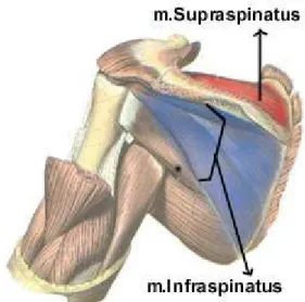 Şekil 5: infraspinatus ve supraspinatus kasları