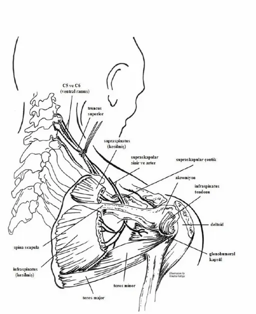 Şekil 11: Supraskapular sinir trasesinin şematik gösterimi