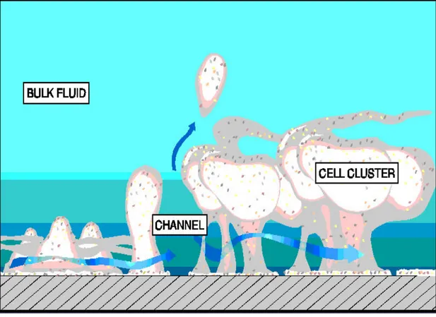 Şekil 7.   Heterojen yapıda çamur bir yapı olarak adlandırılan biofilmin, hücrelere su ve besin taşıyan kanallar sistemi (enine oklarla gösterilen) mikroskopik düzeyde şematize edilmiştir (24)