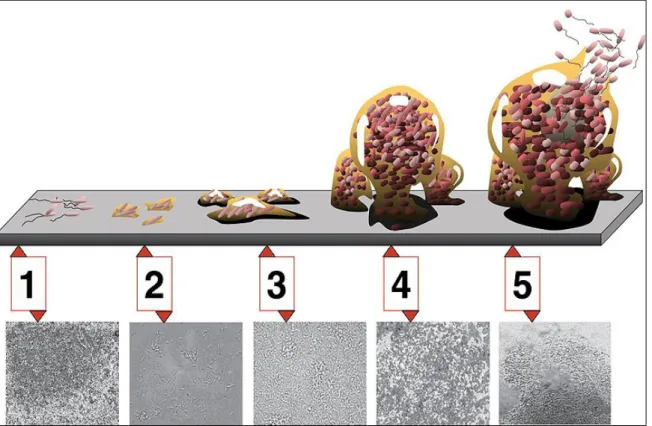 Şekil 8. Biofilmin gelişim basamakları (26)