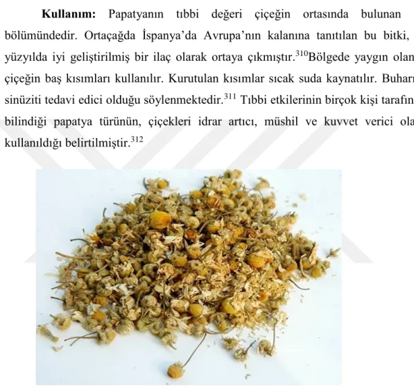 Şekil 2. Beybûn (papatya)  2.2.3.  Bovijan 