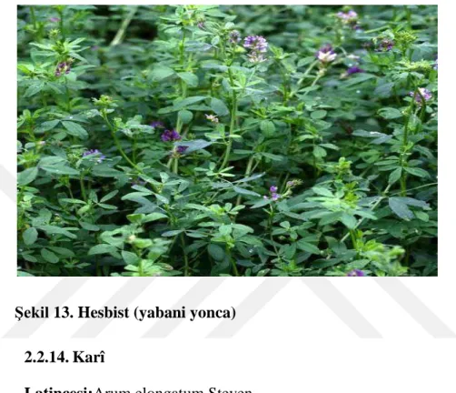 Şekil 13. Hesbist (yabani yonca)  2.2.14. Karî 