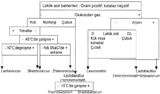 ġekil 2.5.  Laktik asit bakterilerin ayrımı  (Yılmaz ve Temiz 2003). 