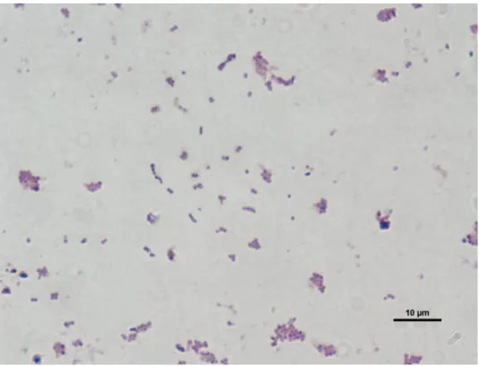 ġekil 4.3. Lactococcus sp. PS-2A bakterisinin Gram boyama görüntüsü
