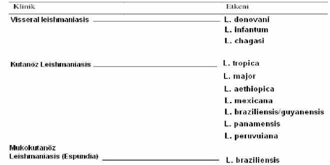 Tablo 5: Leishmaniasis’in, kliniğe ve etkenlere göre sınıflandırılması (Ersöz Ş,2006)