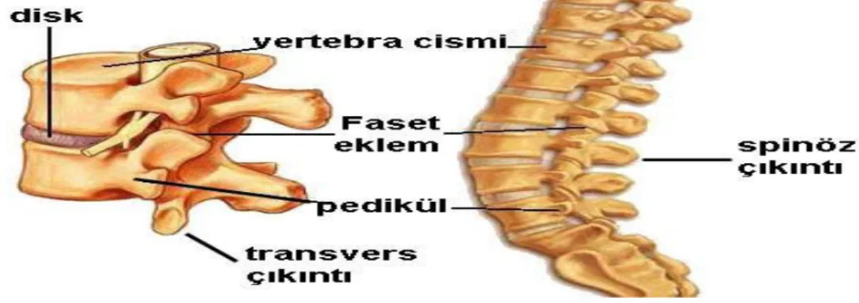 Şekil 11.1 Vertebra ve disk anatomisi