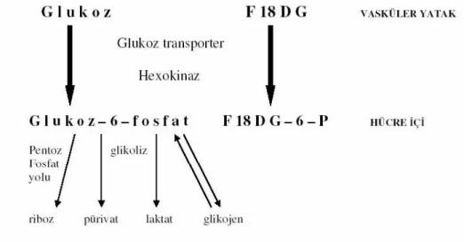 Şekil 2. FDG’nin glukoza benzer şekilde hücre içine alınması 