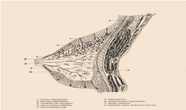 Şekil 1. Memenin sagittal kesitindeki anatomik yapılar 