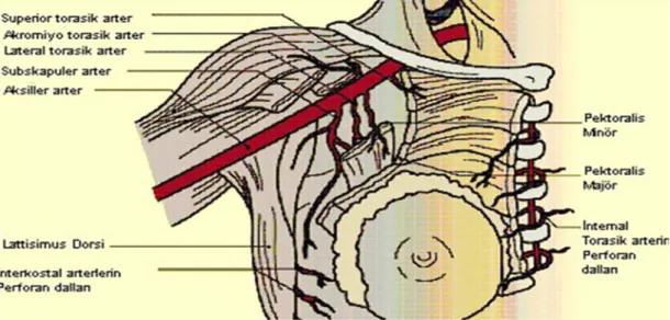 Şekil 3. Memenin arterleri 